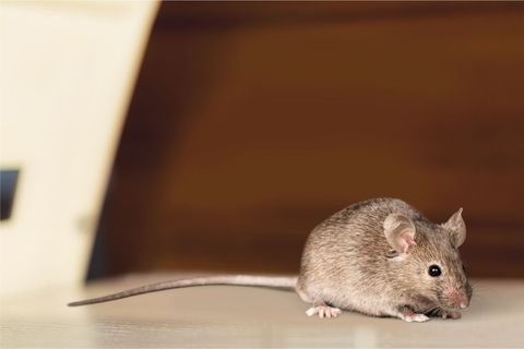 mice rodent control,