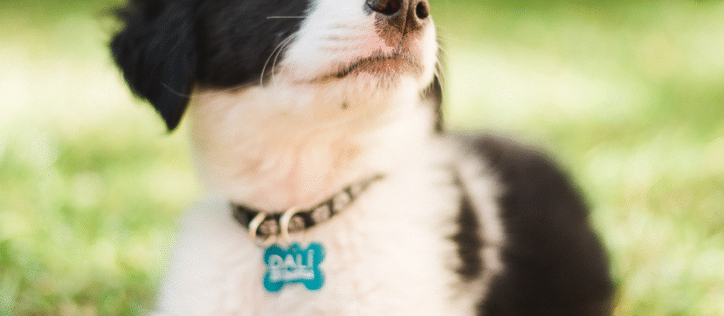 Personalized Dog ID Tags