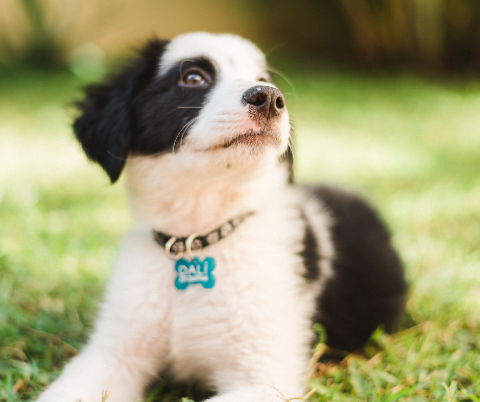 Personalized Dog ID Tags