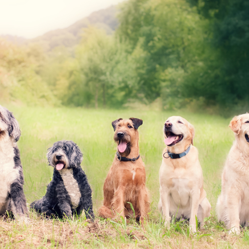 custom dog tags online