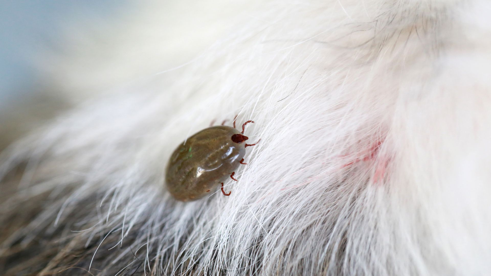 pest control for fleas and ticks